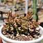 Crassula Pubescens subps. Radicans  - Miniatura 2