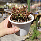 Crassula Pubescens subps. Radicans  - Miniatura 3