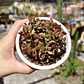Crassula Pubescens subps. Radicans  - Miniatura 4