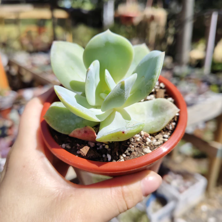 Echeveria Hakuhou 2