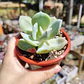Echeveria Hakuhou - Miniatura 2