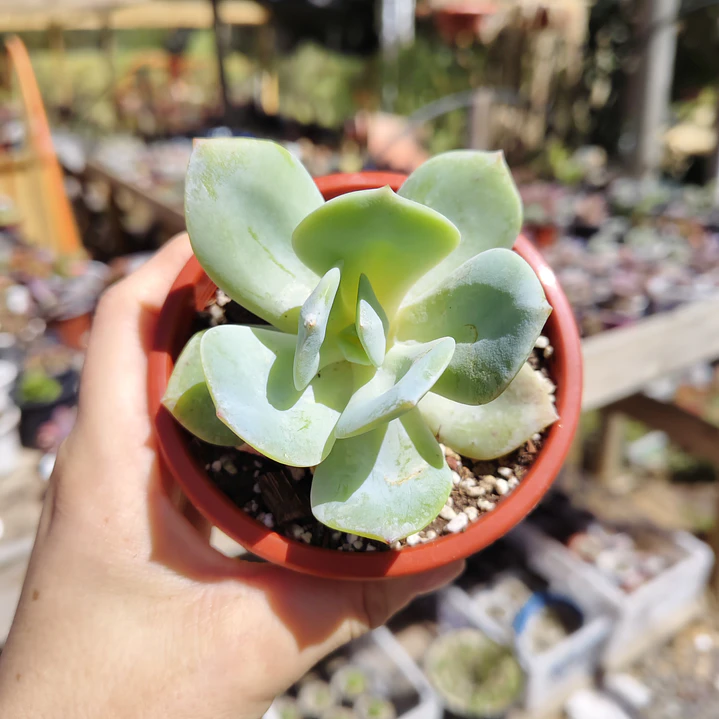 Echeveria Hakuhou 3