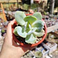 Echeveria Hakuhou - Miniatura 3