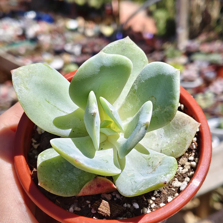 Echeveria Hakuhou 4