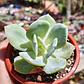 Echeveria Hakuhou - Miniatura 4