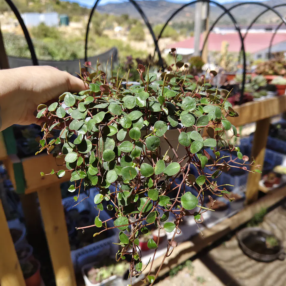 Peperomia Pepperspot 3
