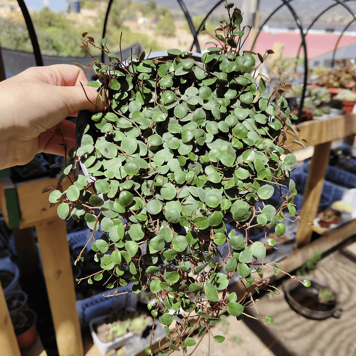 Peperomia Pepperspot 4