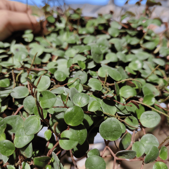 Peperomia Pepperspot 2