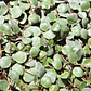 Peperomia Pepperspot - Miniatura 1