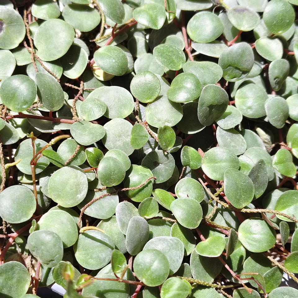 Peperomia Pepperspot 1