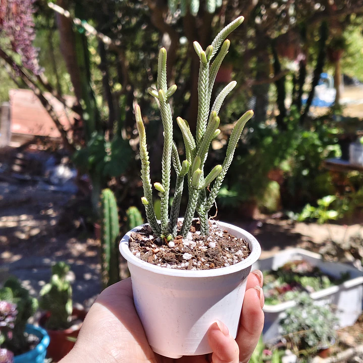 Crassula muscosa var. Minor 1