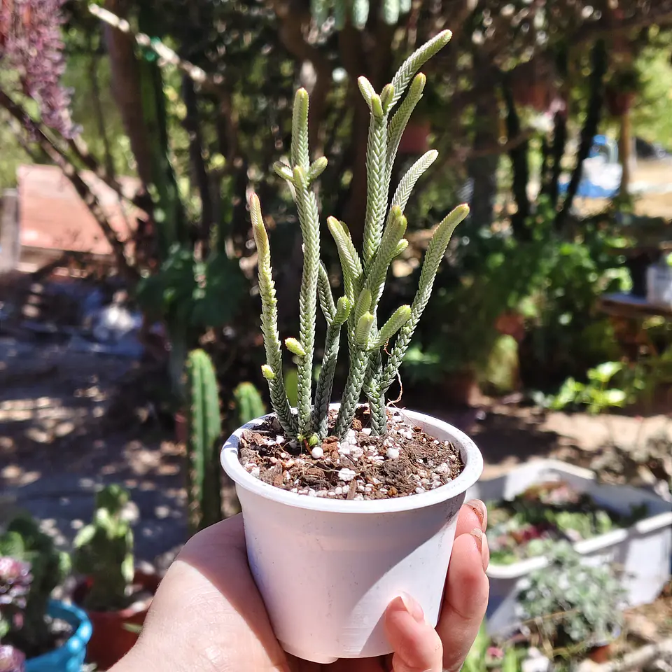 Crassula muscosa var. Minor 1