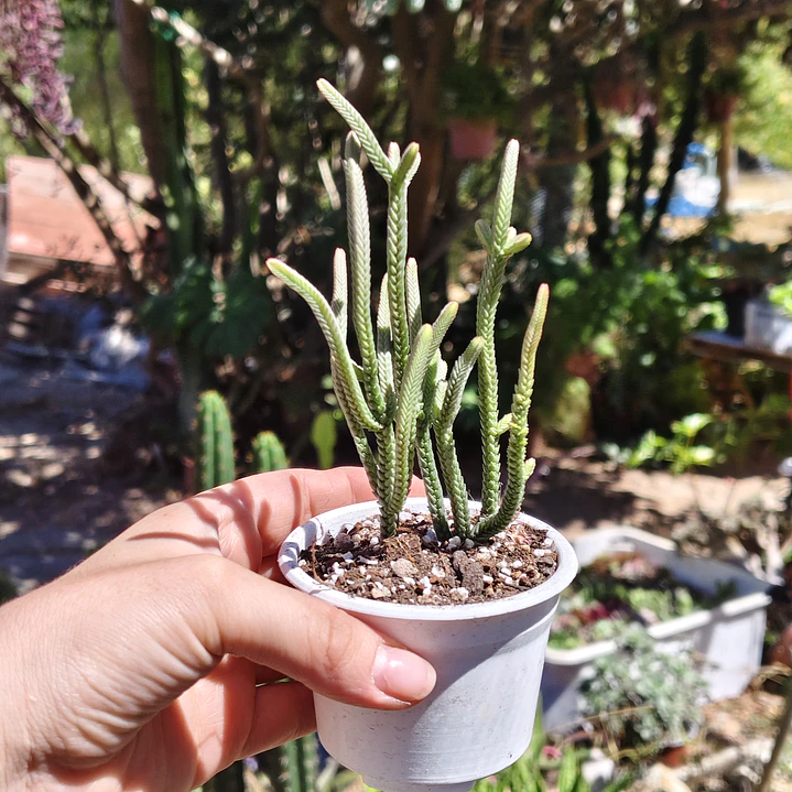 Crassula muscosa var. Minor 4