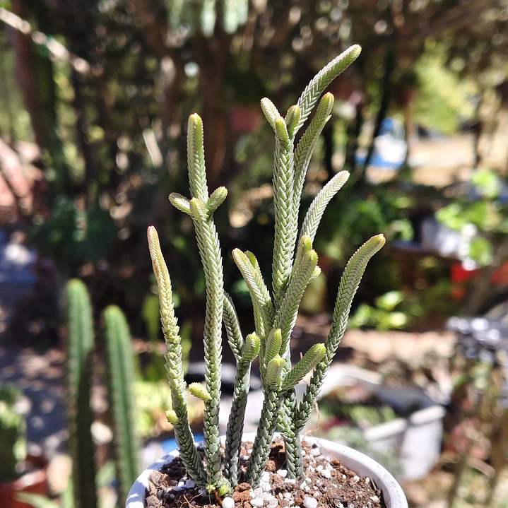 Crassula muscosa var. Minor 2