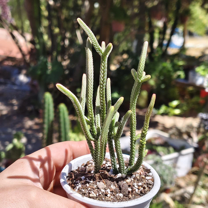 Crassula muscosa var. Minor 3