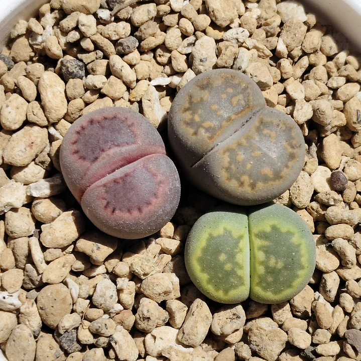 Trio de lithops colores 2