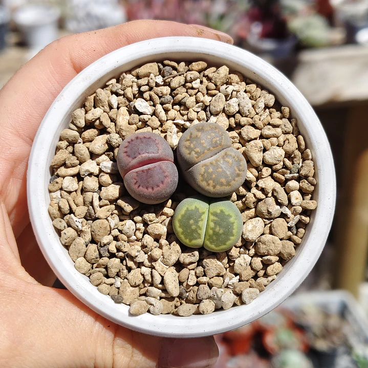Trio de lithops colores 1
