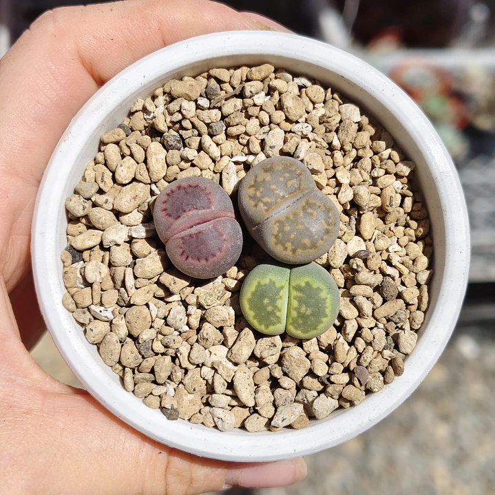 Trio de lithops colores 3