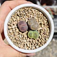 Trio de lithops colores - Miniatura 3