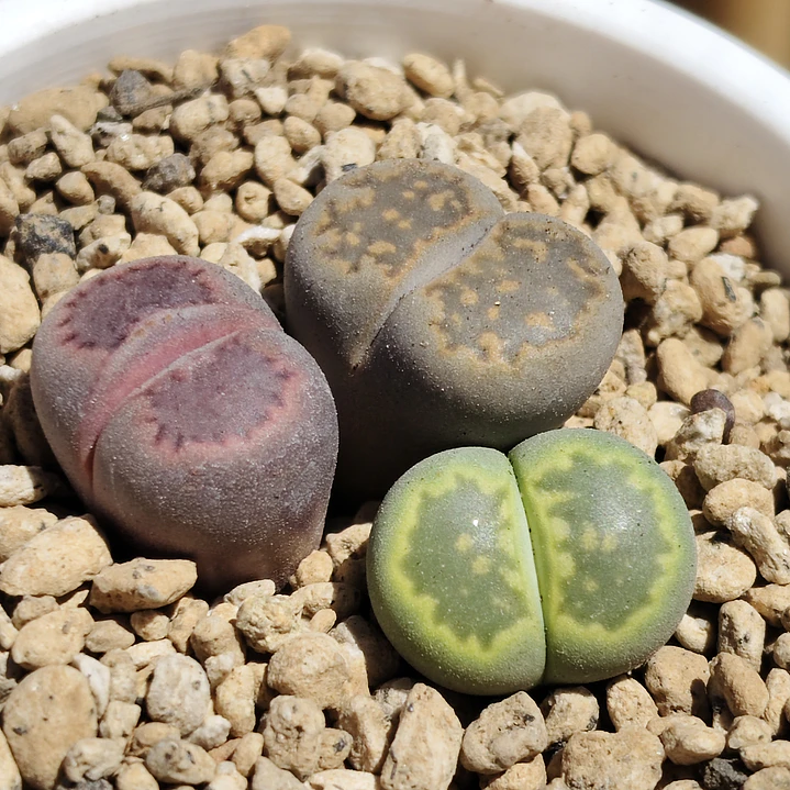 Trio de lithops colores 4