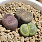 Trio de lithops colores - Miniatura 4