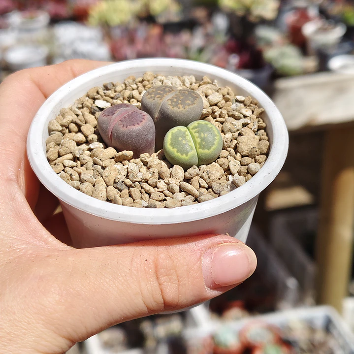 Trio de lithops colores 5