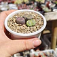 Trio de lithops colores - Miniatura 5