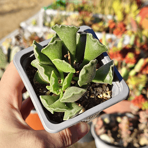 Andromischus Cristatus