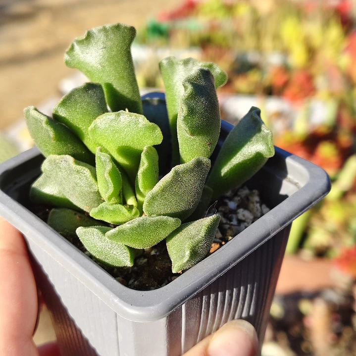 Andromischus Cristatus 3