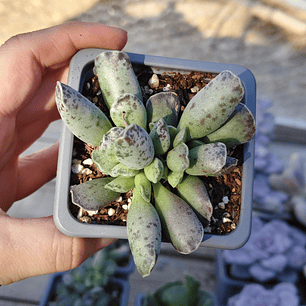 Andromischus Cooperi 