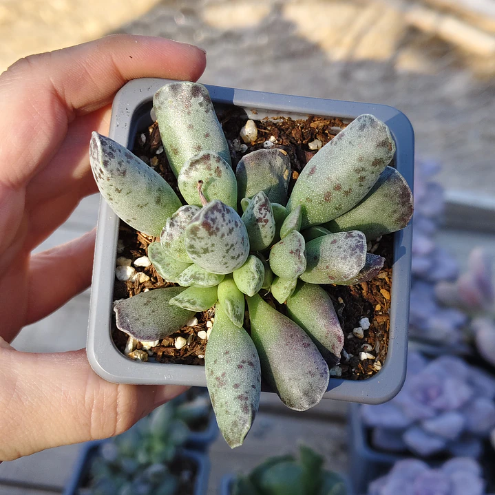 Andromischus Cooperi  1