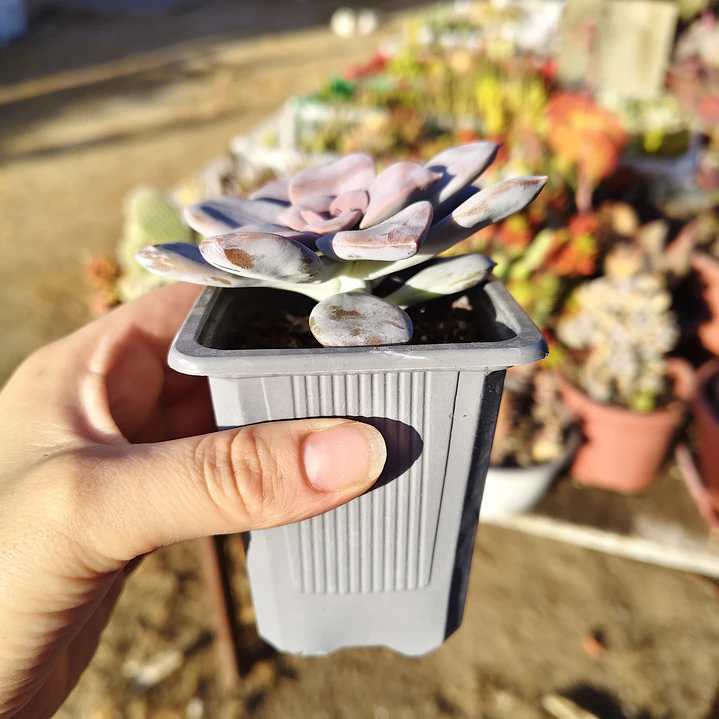 Graptopetalum Superbum 3