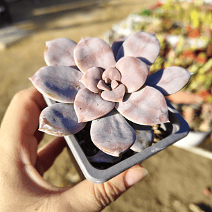 Graptopetalum Superbum