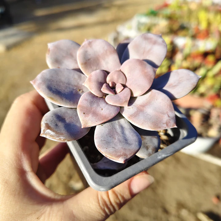 Graptopetalum Superbum 1