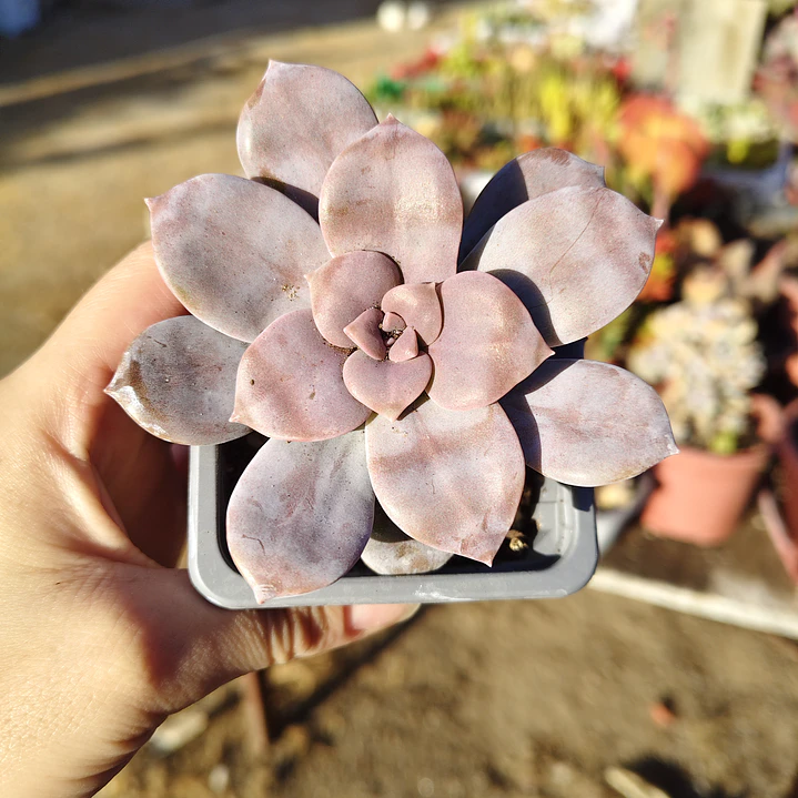 Graptopetalum Superbum 4