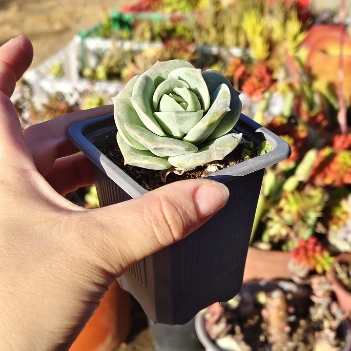 Graptoveria Lovely Rose  2
