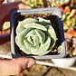 Graptoveria Lovely Rose  - Miniatura 3