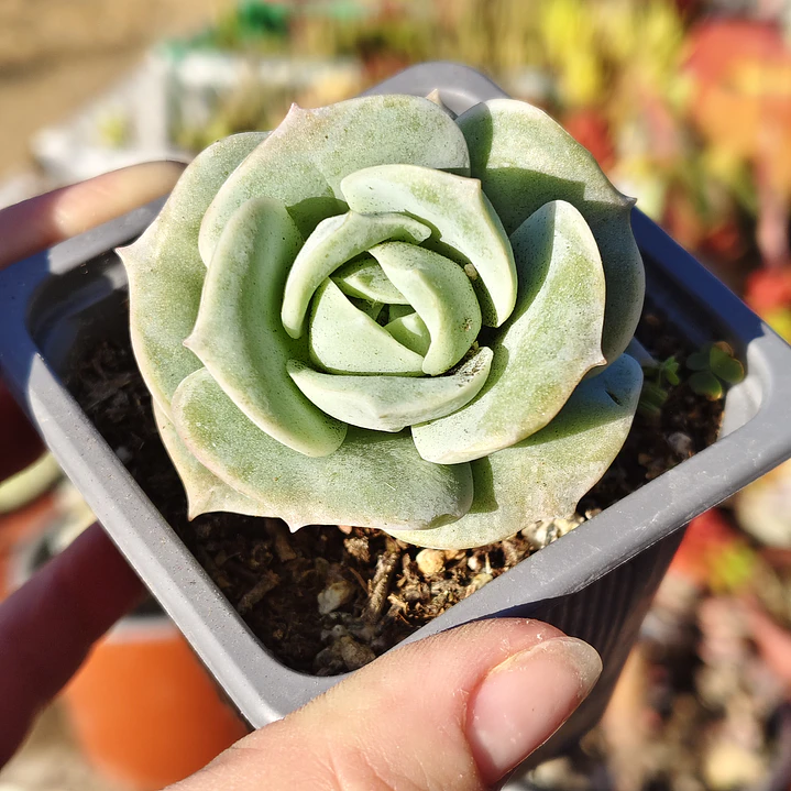 Graptoveria Lovely Rose  1