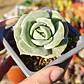 Graptoveria Lovely Rose  - Miniatura 1