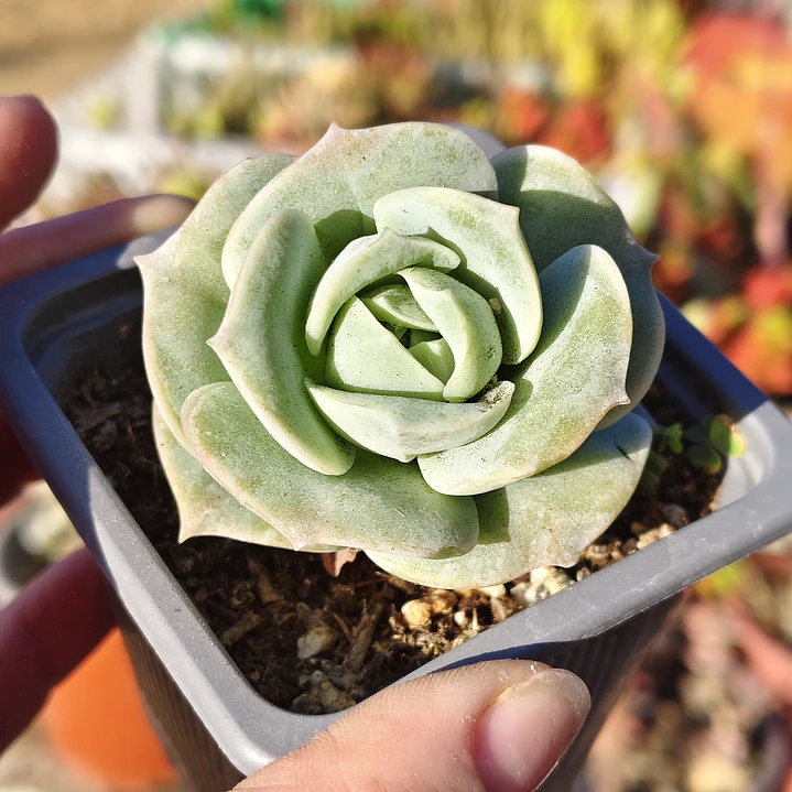 Graptoveria Lovely Rose  5