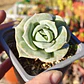 Graptoveria Lovely Rose  - Miniatura 5
