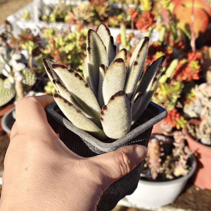 Kalanchoe Tomentosa (Oreja de conejo) 4