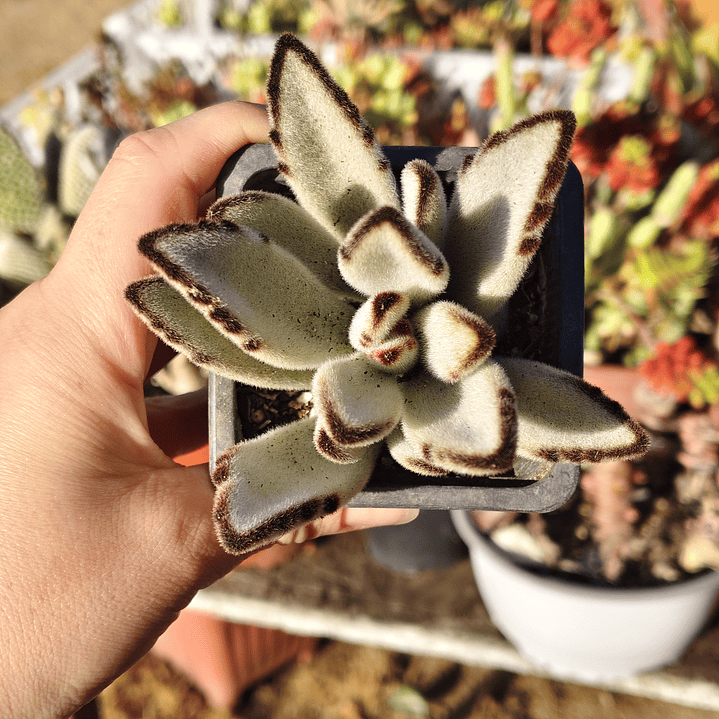 Kalanchoe Tomentosa (Oreja de conejo) 6