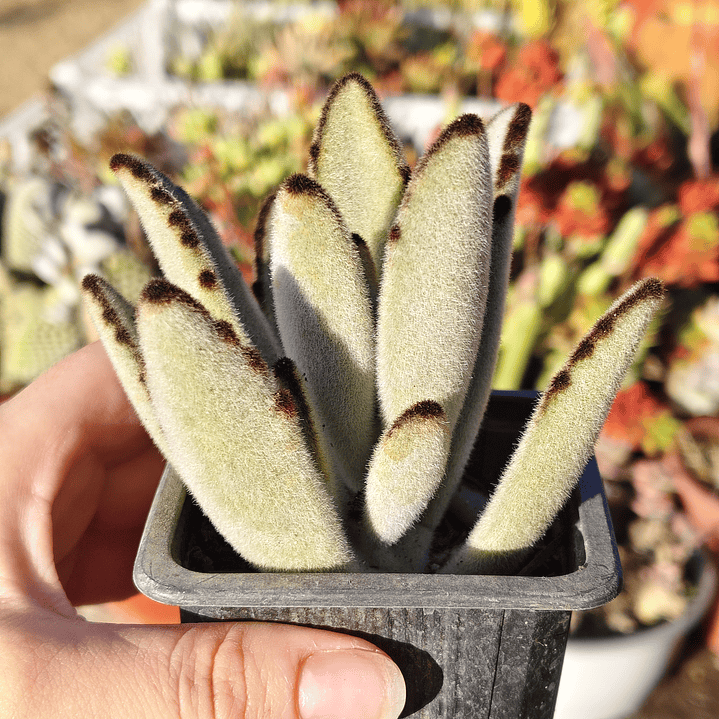 Kalanchoe Tomentosa (Oreja de conejo) 7