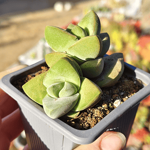 Crassula Moonglow