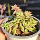 Crassula Pellucida Variegada - Miniatura 2