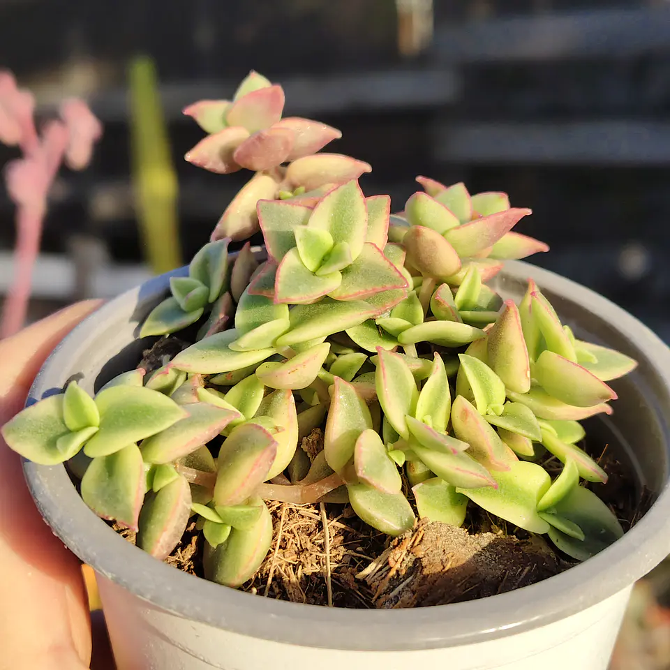 Crassula Pellucida Variegada 2
