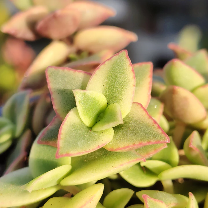 Crassula Pellucida Variegada 3