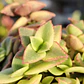 Crassula Pellucida Variegada - Miniatura 3