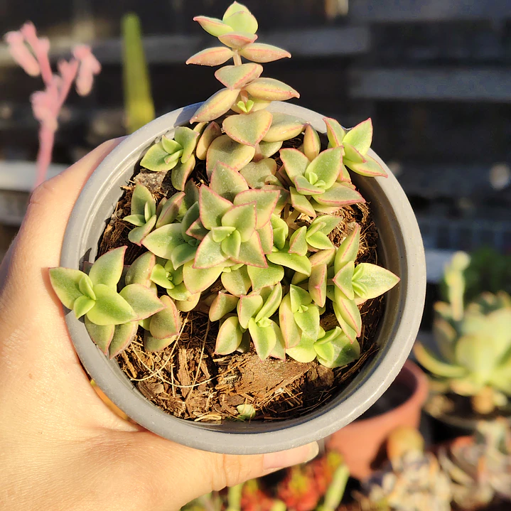 Crassula Pellucida Variegada 1
